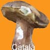 Catal�